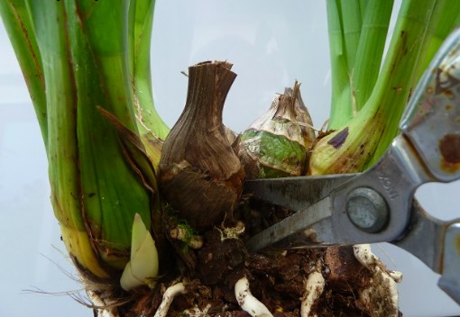 entretien et soin orchidées - Diviser le rhizome
