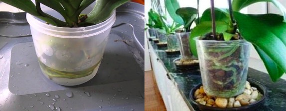 entretien et soin orchidées - arrosage et irrigation par immersion