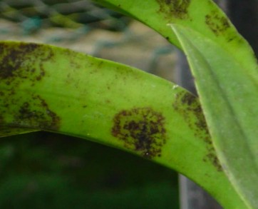 entretien et soin orchidées - virus