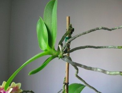 entretien et soin orchidées - boutures d'orchidées enracinées keikis