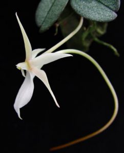 Orchidée Aerangis