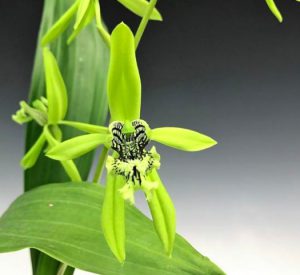 Orchidée Coelogyne