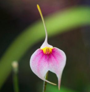 Orchidée Masdevallia