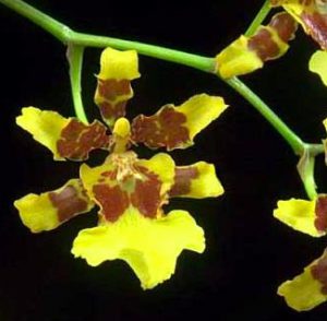 Orchidée Oncidium