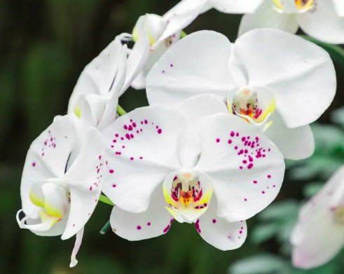 Floraison des orchidees