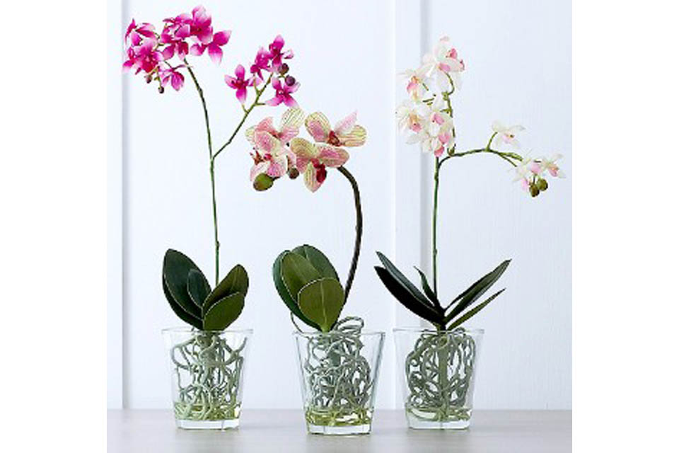https://orchidees.info/wp-content/uploads/2019/09/pot-pour-orchide%CC%81es-1.jpg