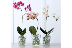 Pot pour Orchidee