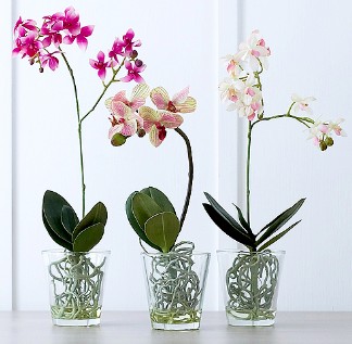 pot pour orchidées