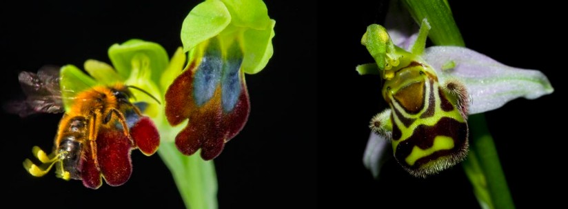 eproduction des orchidées