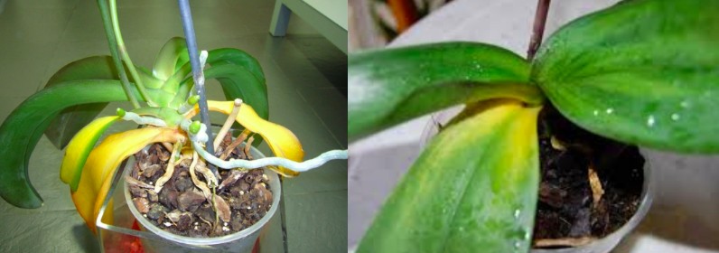 orchidées feuilles jaunes irrigation