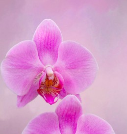 Signification Des Orchidées Roses