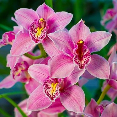 signification orchidée rose