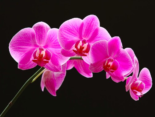 orchidées roses