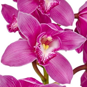 tableau orchidée rose