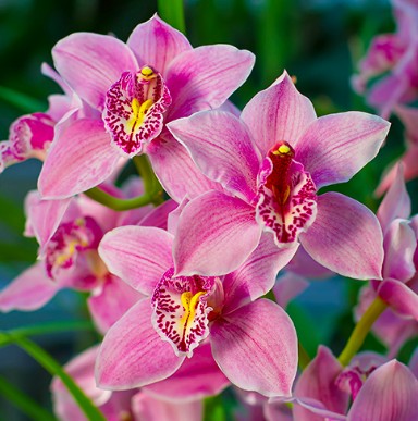 tableau orchidee rose