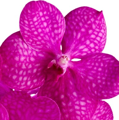 orchidées roses vanda