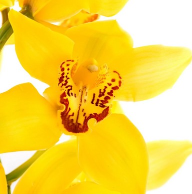 signification orchidée jaune