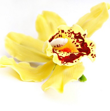 orchidée jaune cambria