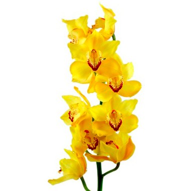 orchidées jaunes