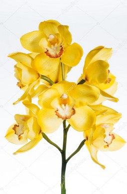 bouquet orchidées jaunes