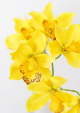 bouquet orchidées jaunes