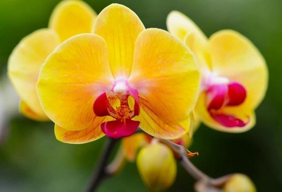 photo images orchidées jaunes