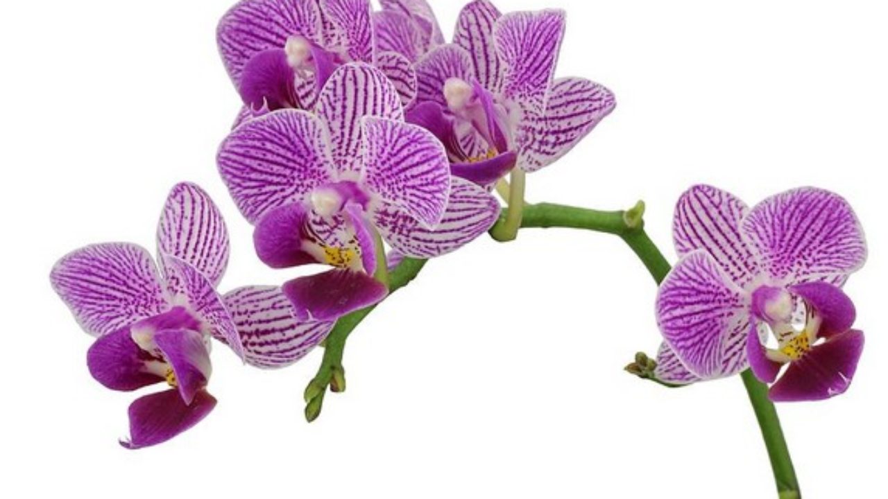 Орхидея Белая С Прожилками