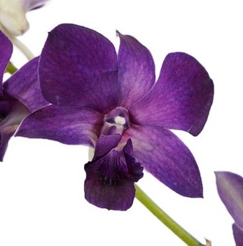 orchidées violettes