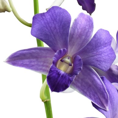 signification orchidées violettes