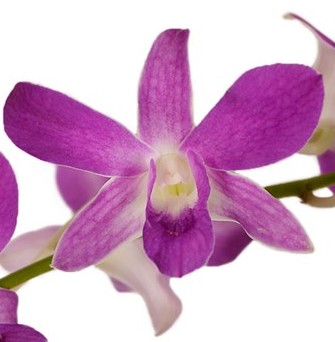 tableau orchidées violettes