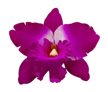 image orchidées violettes