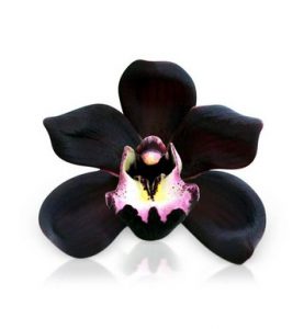 Orchidées Noires