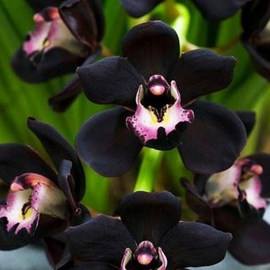 orchidée noire