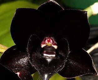 Signification des orchidées noires