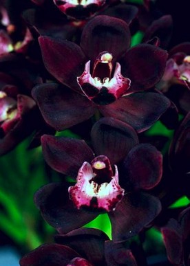 Signification orchidée noire