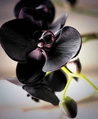 image orchidée noire