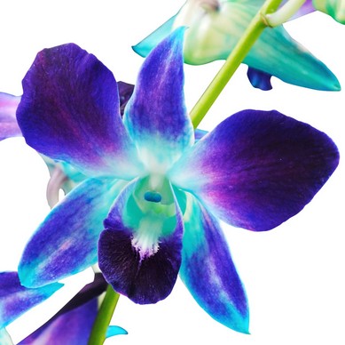 signification orchidée bleue