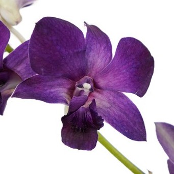bouquet orchidées bleues