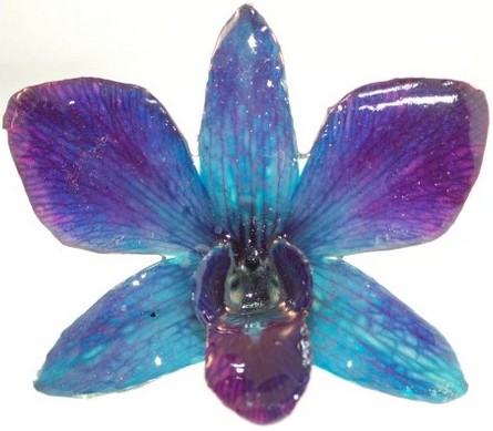 Tableau orchidée bleu