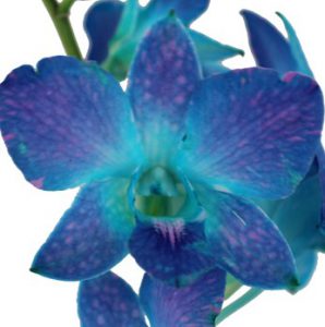Orchidées Bleues