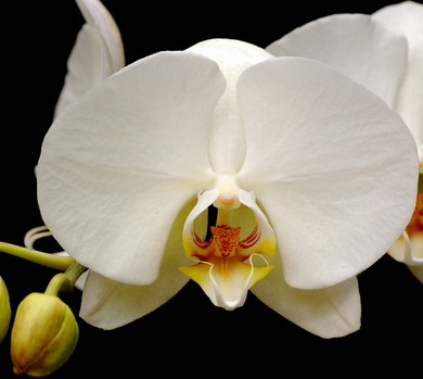 tableau orchidées blanches