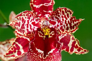 arrosage orchidée cambria