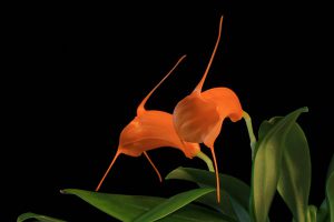 comment arroser une orchidée masdevallia