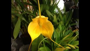 comment fertiliser une orchidée masdevallia