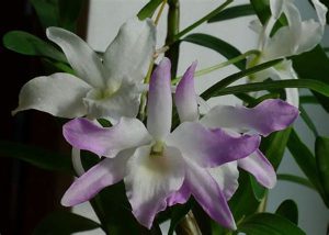 comment soigner orchidée dendrobium