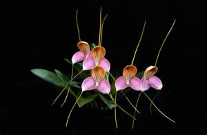 comment s’occuper d’une orchidée masdevallia