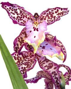 entretien orchidée cambria