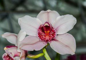 floraison de l’orchidée cymbidium