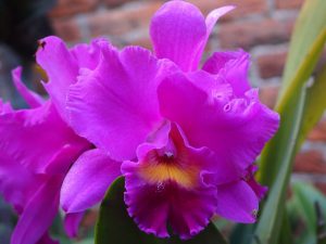floraison orchidée cattleya
