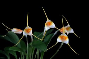 image orchidée masdevallia